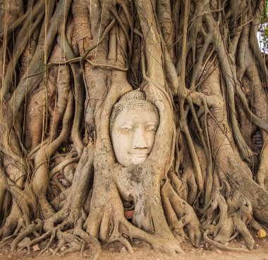 Ağaç kökleri Buda heykelinin yüz 