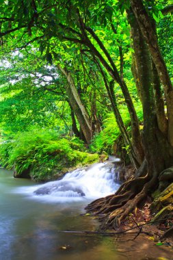 şelale orman Milli Parkı'nda
