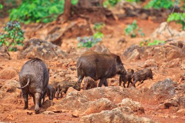 Yaban domuzları aile  