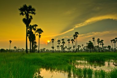 Gün batımı Paddy Tayland 