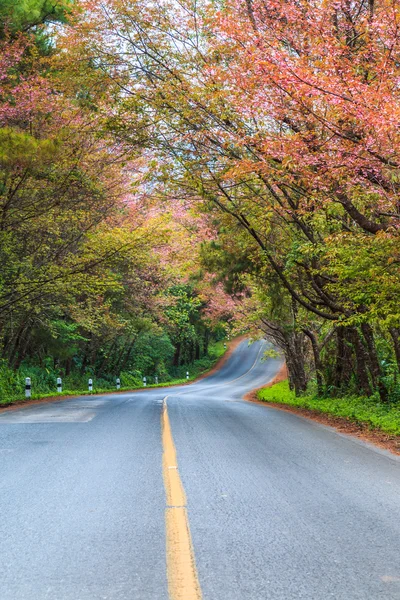 Kvetoucí sakura na silnici — Stock fotografie