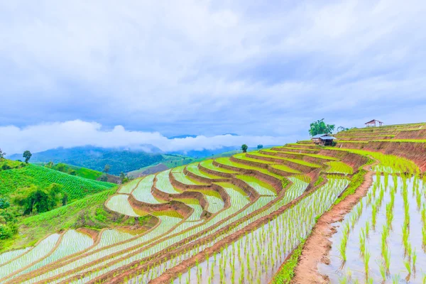 Pole ryżowe w Tajlandii — Zdjęcie stockowe