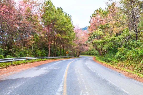 Sakura di fiore su strada — Foto Stock