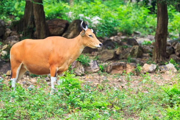 Czerwony byk w rainforest — Zdjęcie stockowe