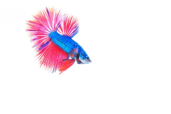 Gyönyörű színes harci halak — Stock Fotó