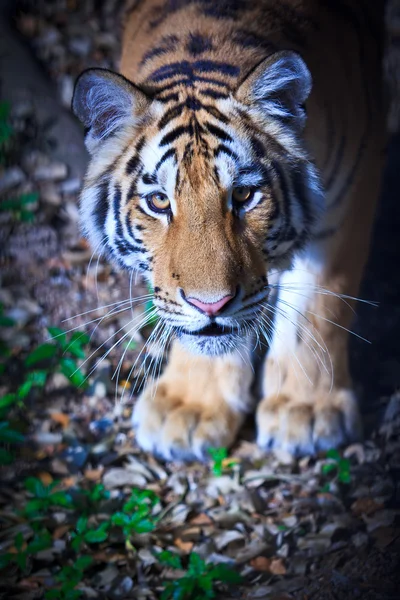 Divoký tygr — Stock fotografie
