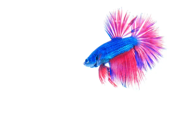 Beau poisson de combat coloré — Photo