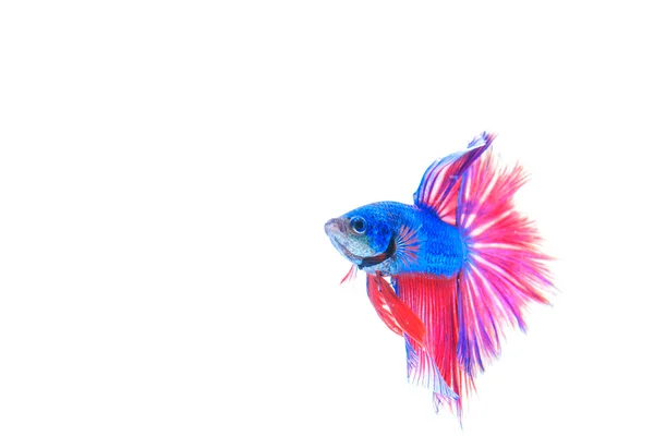 Красивая красочная боевая рыба — стоковое фото