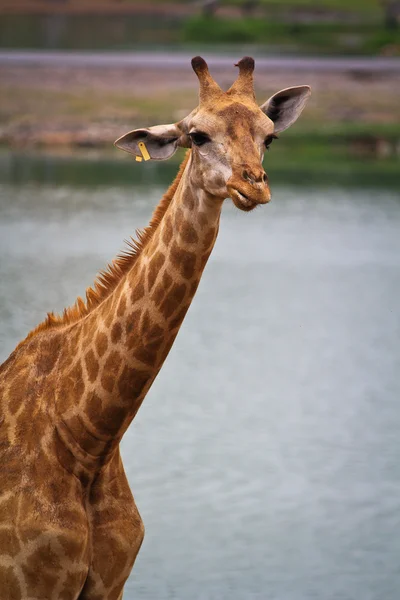 Симпатичный жираф в зоопарке — стоковое фото