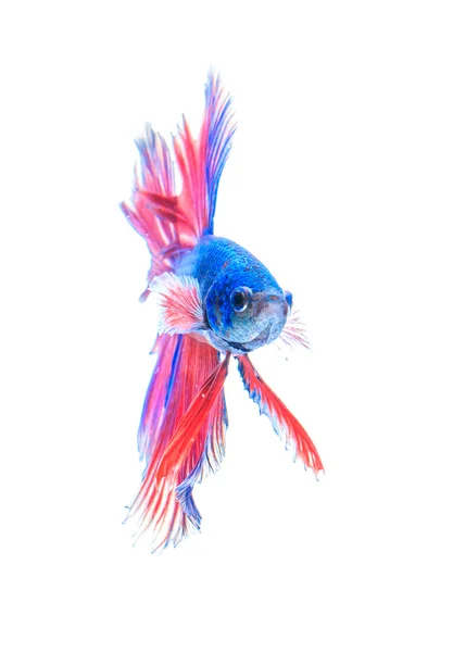 아름 다운 화려한 전투 물고기 — 스톡 사진