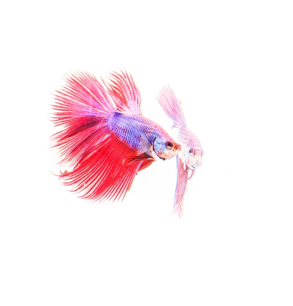 아름 다운 화려한 전투 물고기 — 스톡 사진