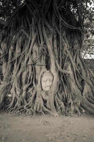 Rosto de estátua de Buda em raízes de árvore — Fotografia de Stock