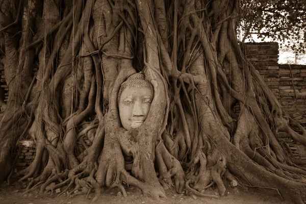 Volto della statua di Buddha nelle radici degli alberi — Foto Stock