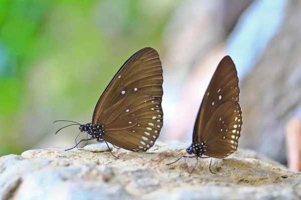 Beautiful tropical butterflies — Stock Photo, Image