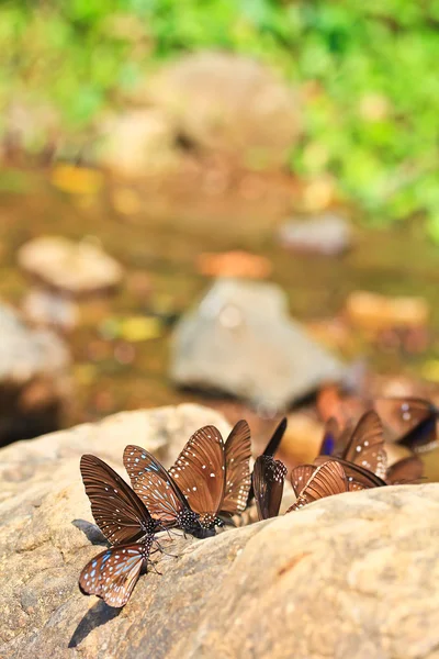 Beautiful tropical butterflies — Stock Photo, Image