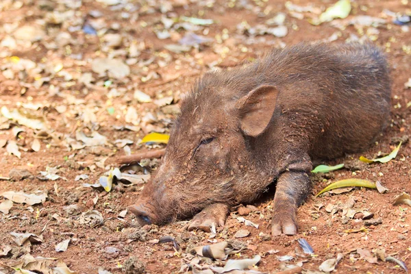 Cinghiale carino — Foto Stock