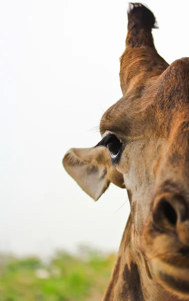 Cute giraffe at zoo — Stock Photo, Image