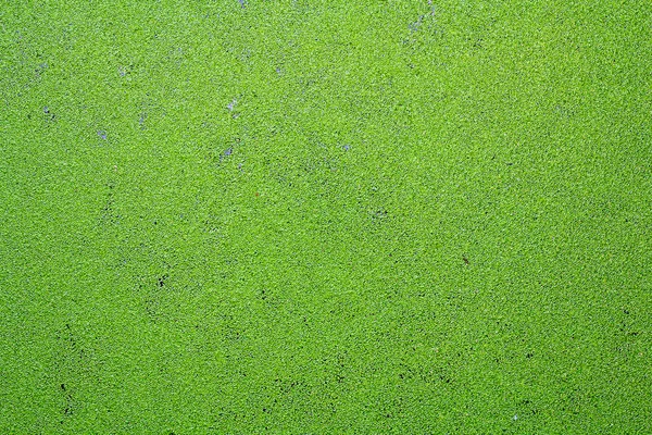 水生杂草背景 — 图库照片