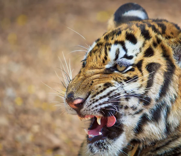 Vackra vilda tiger — Stockfoto
