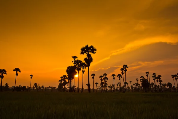 Zonsondergang Paddy in thailand — Stockfoto