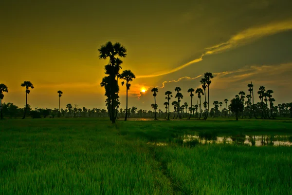 Zonsondergang Paddy in thailand — Stockfoto