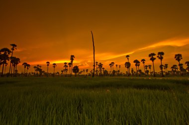 Gün batımı Paddy Tayland 