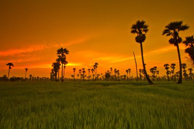 Gün batımı Paddy Tayland 