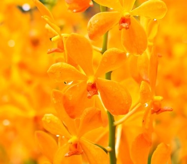 güzel orkide çiçekler