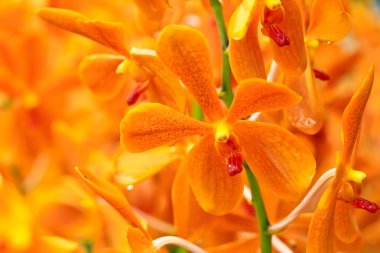 güzel orkide çiçekler