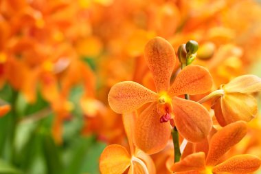 güzel orkide çiçekler