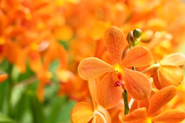 güzel orkide çiçekler