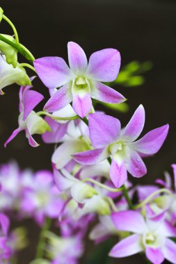 güzel orkide çiçekler