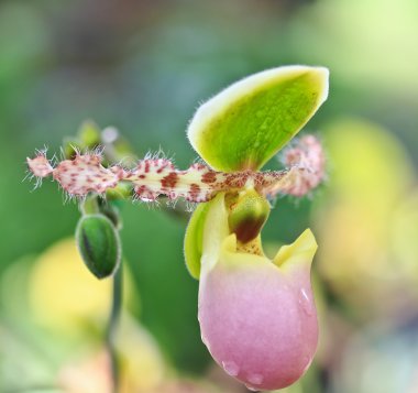 güzel orkide çiçek