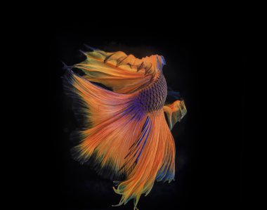 Güzel Siyam Balığı 