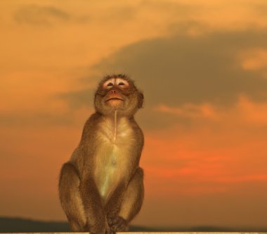 Cute monkey against sunset sky clipart