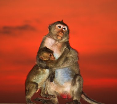 Cute monkeys against sunset sky clipart