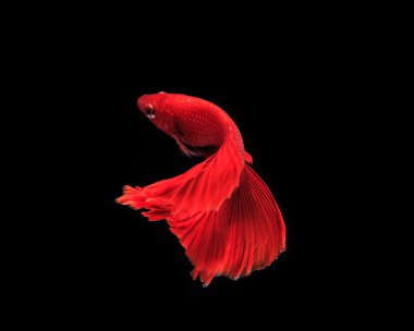 Siyam mücadele balık