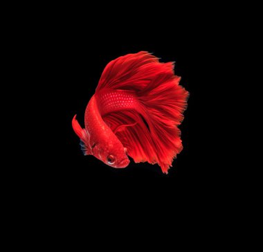 Siyam mücadele balık