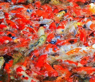 Sudaki koi balığı