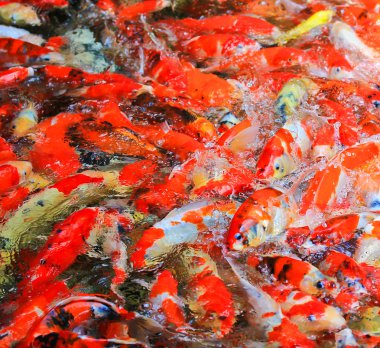 Sudaki koi balığı