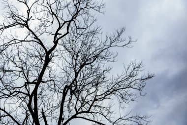 Kuru sonbahar ağacı