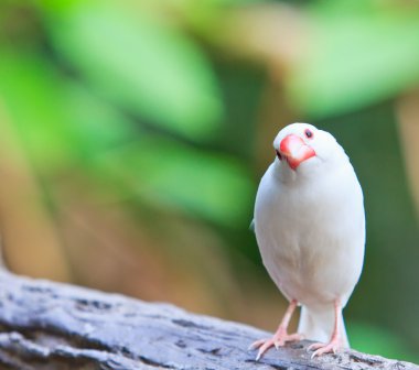 Şirin küçük kuş 