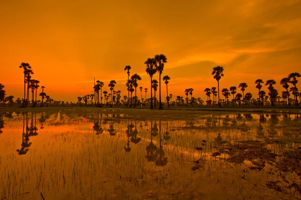 Sunset Paddy na Tailândia — Fotografia de Stock