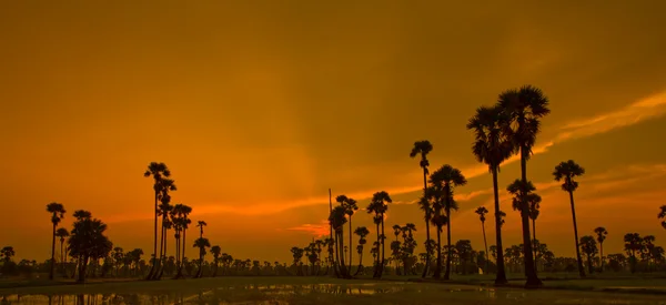 Sunset Paddy i thailand — Stockfoto