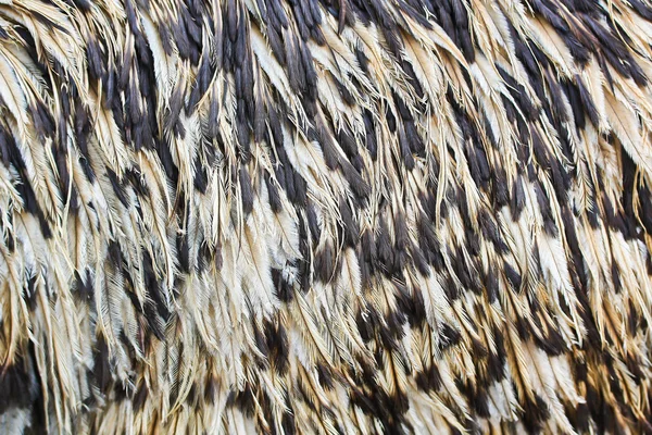 Emu ptak tekstura — Zdjęcie stockowe