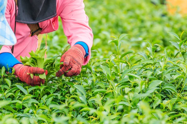 Trabajador recoger hojas de té — Foto de Stock