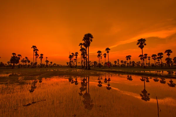 Zonsondergang Paddy in thailand — Stockfoto