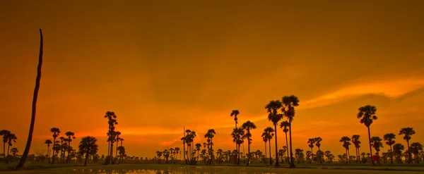 Zonsondergang Paddy in thailand — Stockfoto