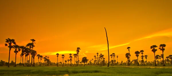 Sunset Paddy i thailand — Stockfoto