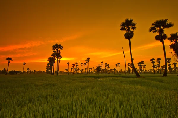 Zonsondergang Paddy in thailand — Stockfoto
